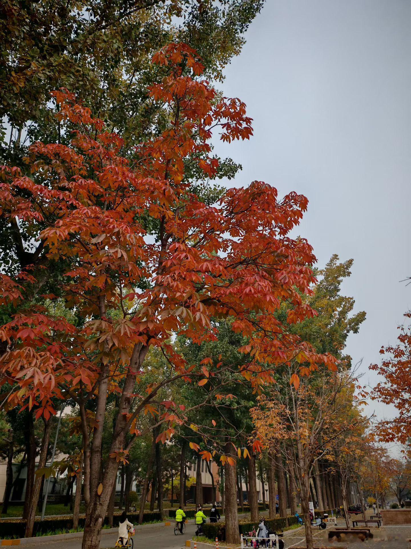 这就是北京的秋天吗，太美了吧！  ​​​
