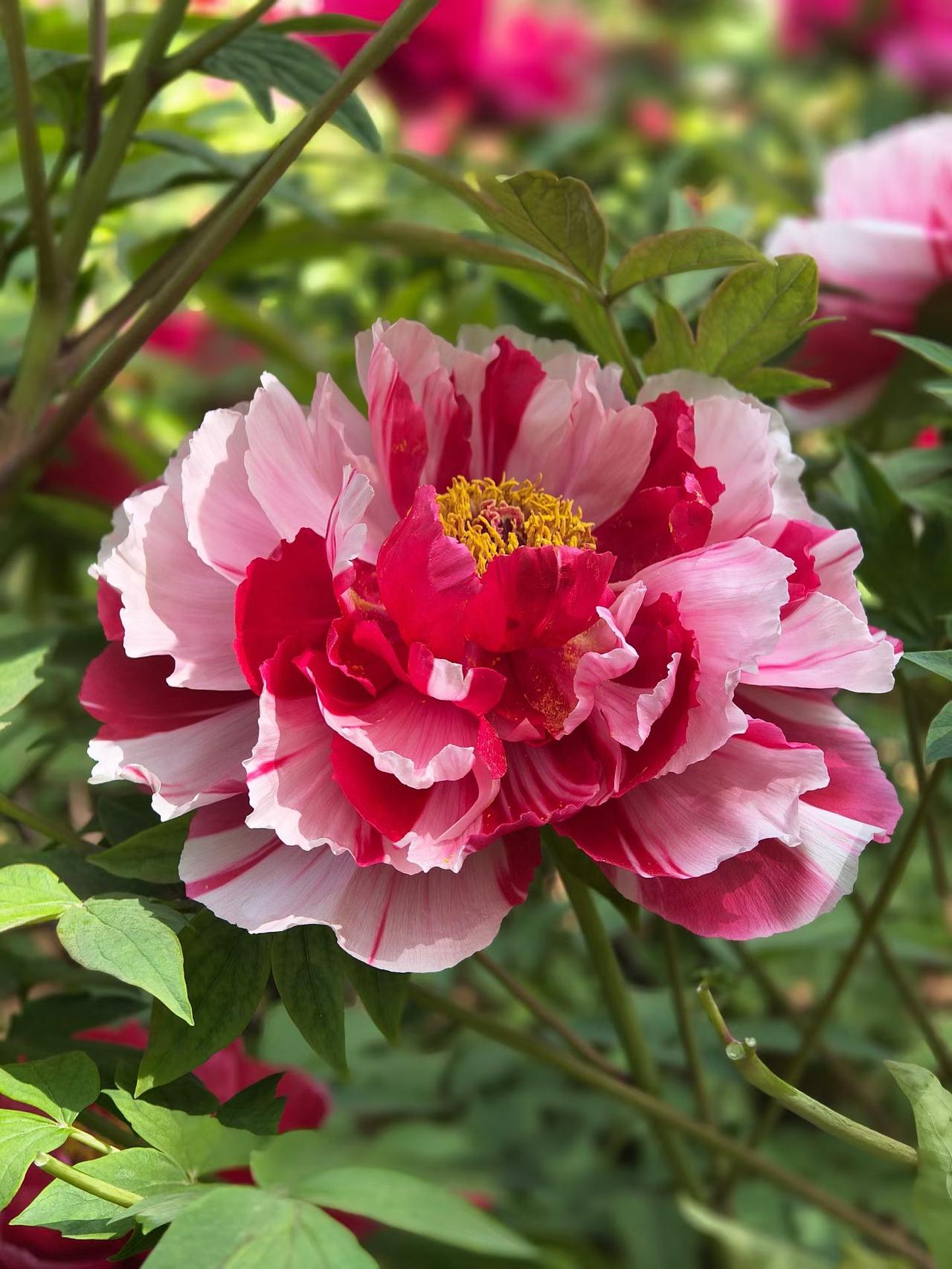 有没有漂亮的花朵图片