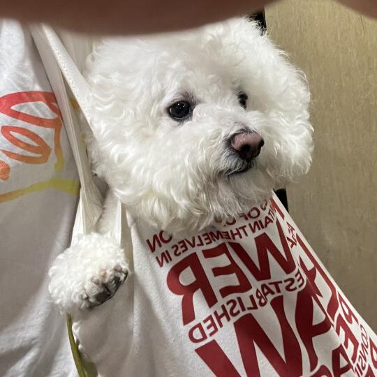 像极了早上睡不醒的你