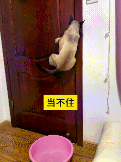 看到这个视频，瞅瞅这暹罗猫，可真是个鬼机灵！主人拿盆水挡着门，本想拦住它，结果这