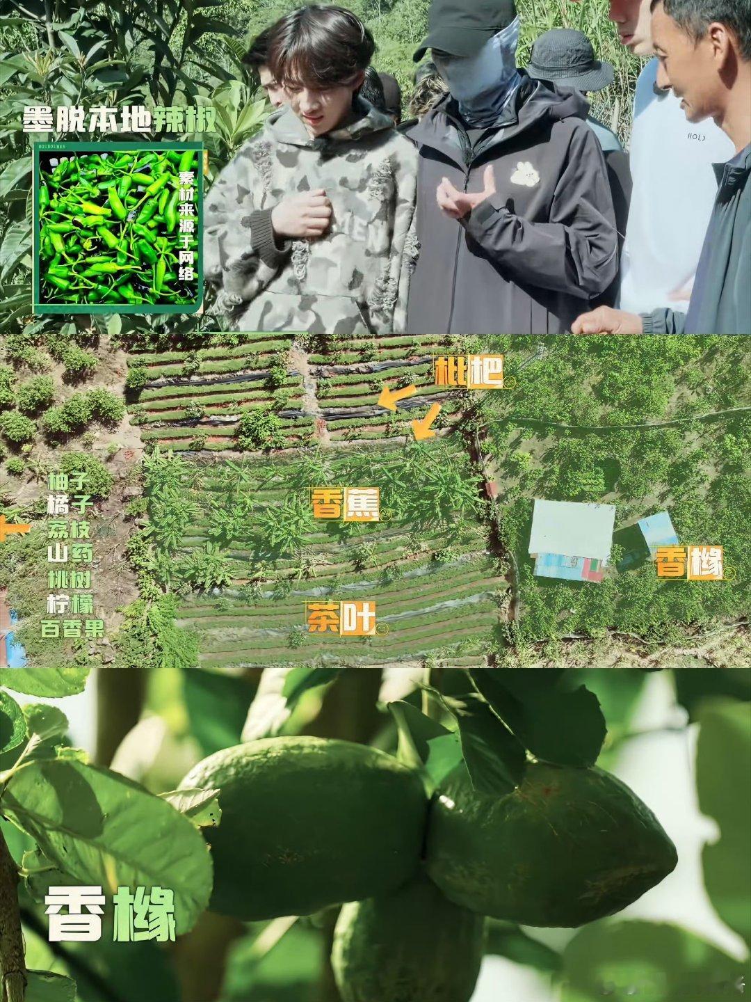 十个勤天一开口就是老农人了深耕乡土体验耕种艰辛，十个勤天积攒满满实战经验。简单对