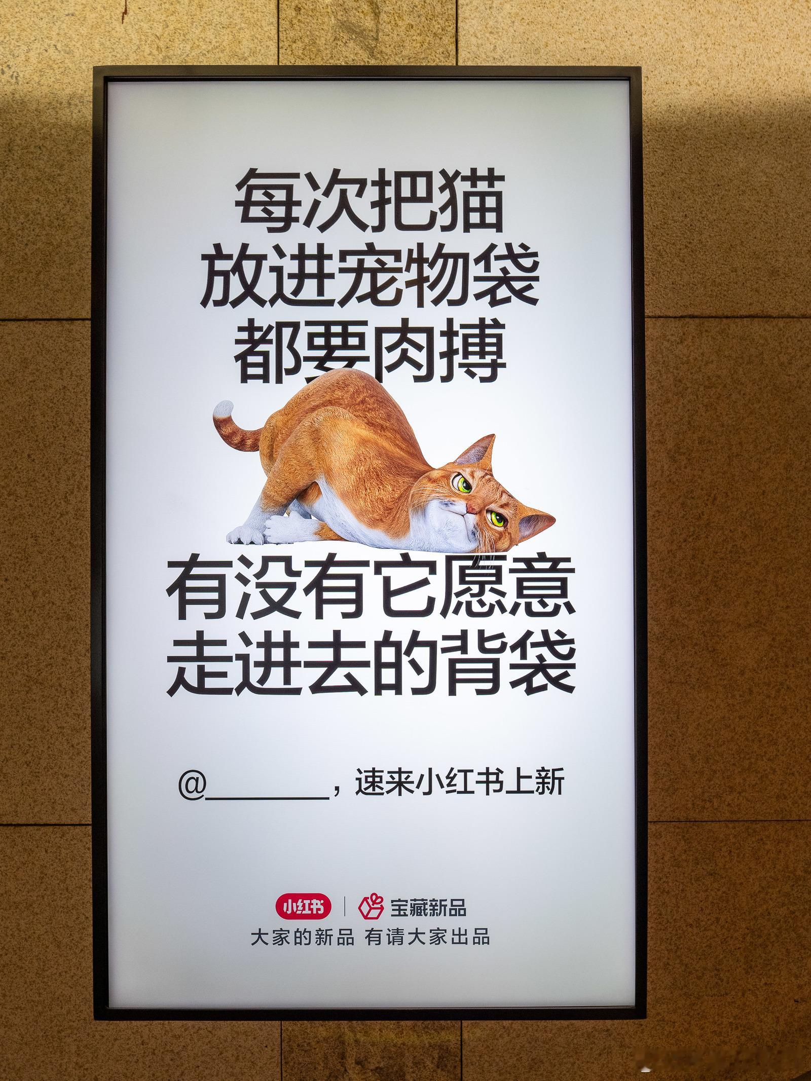 #上海人独有的生活精致感#也太宠了吧！xhs都能把用户的愿望整上大屏？！看来宠物