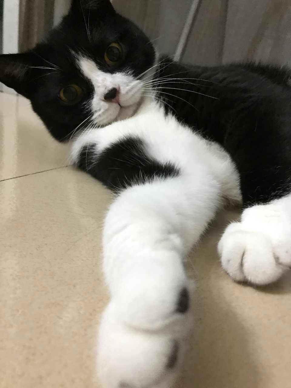 如果您是一只美洲大蠊，我们应该会玩得很开心。daily奶牛猫 （投稿：） 