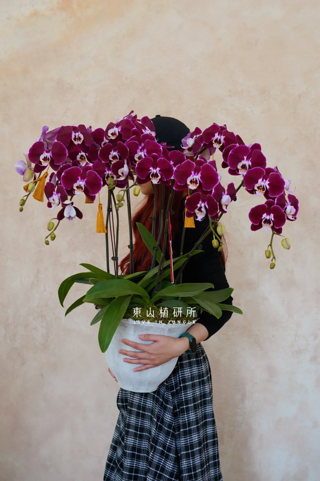 广州花店｜新春蝴蝶兰 大气年宵花盆栽