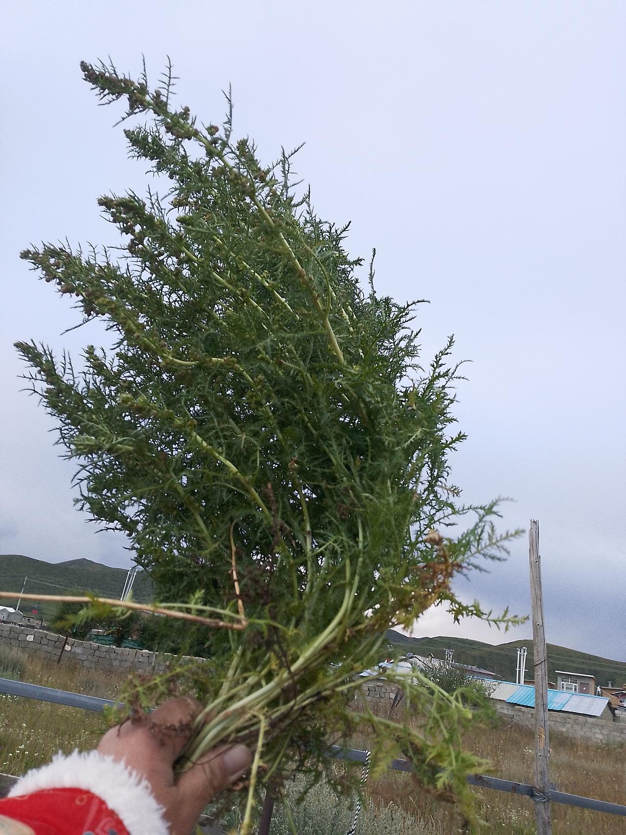 独角鲸的长牙那可真是贵得离谱，一颗牙能抵一座城堡，比金子还金贵。不过它的用处可不