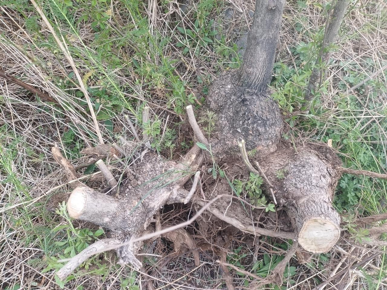 怎么走步劲不散？
记住一句话，按肩以炼步，
脚往前出，肩往下沉，
丹田往上提，