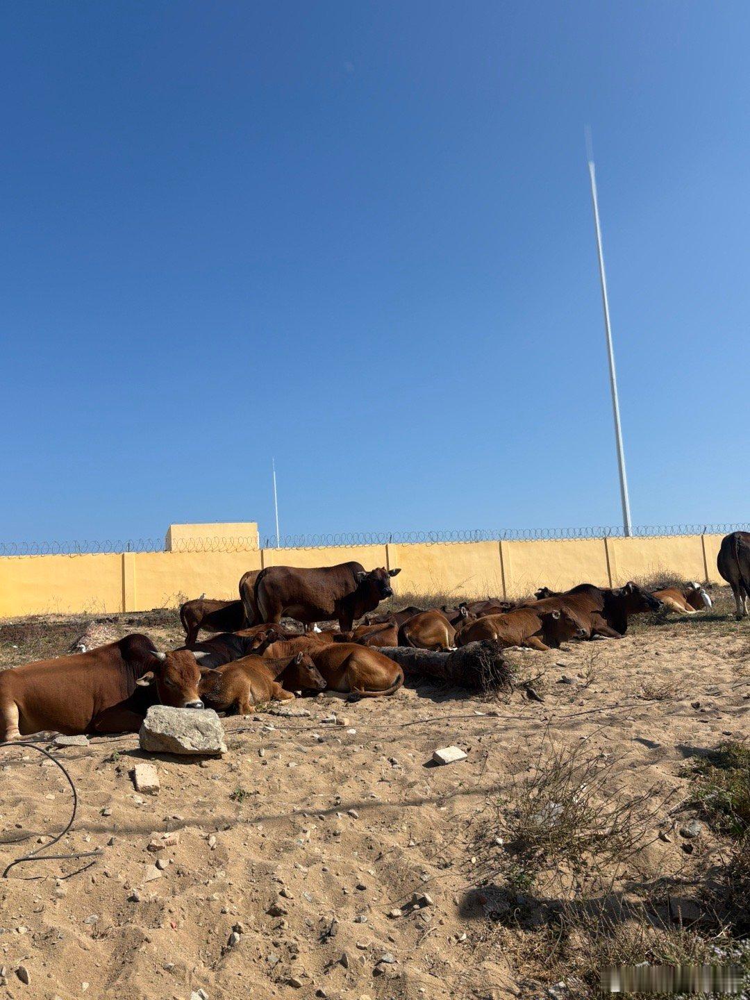 黑马，疯牛都是卧倒的时候你才能骑上；发疯的时候如何骑上？ 