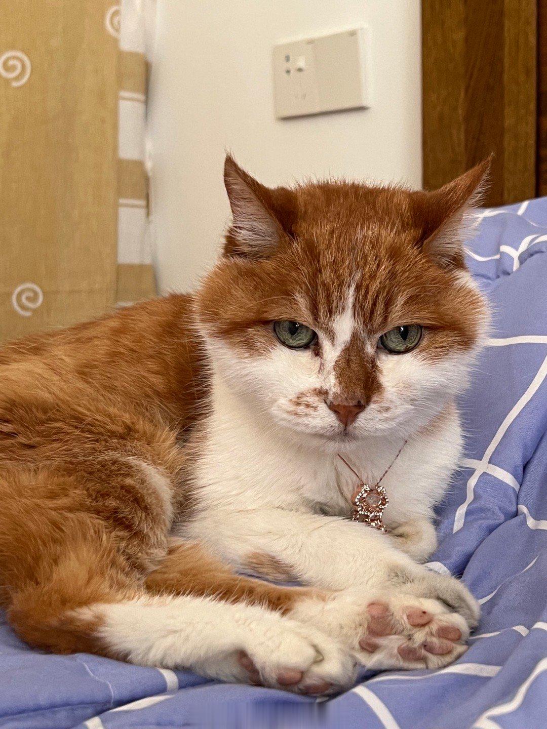 #萌宠那些事[超话]# 杨斑斑今天19岁啦！怪阿姨们来给磕头（并没有），戴上了长