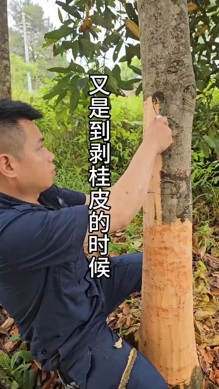 又是到剥桂皮的时候。