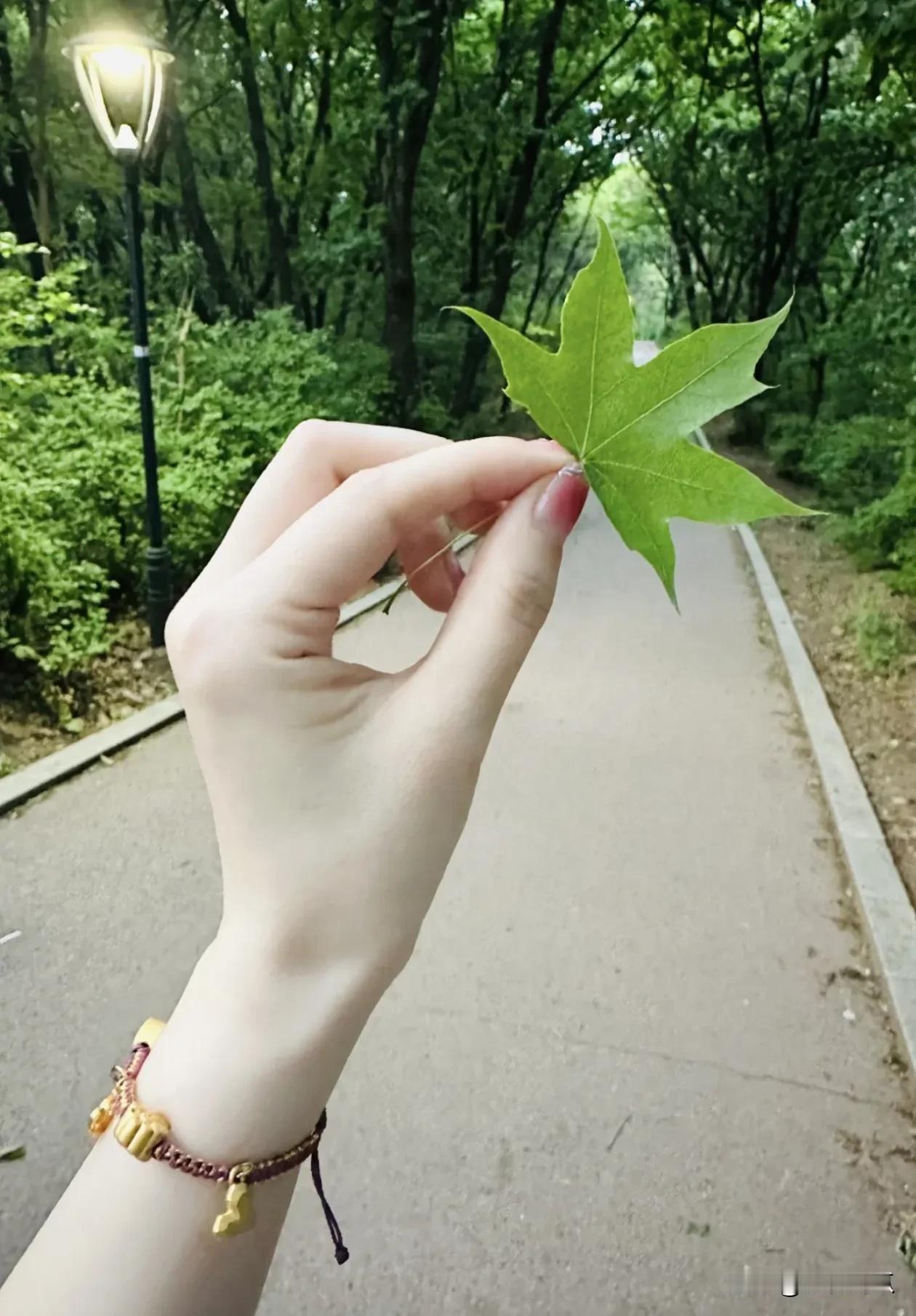 小白手