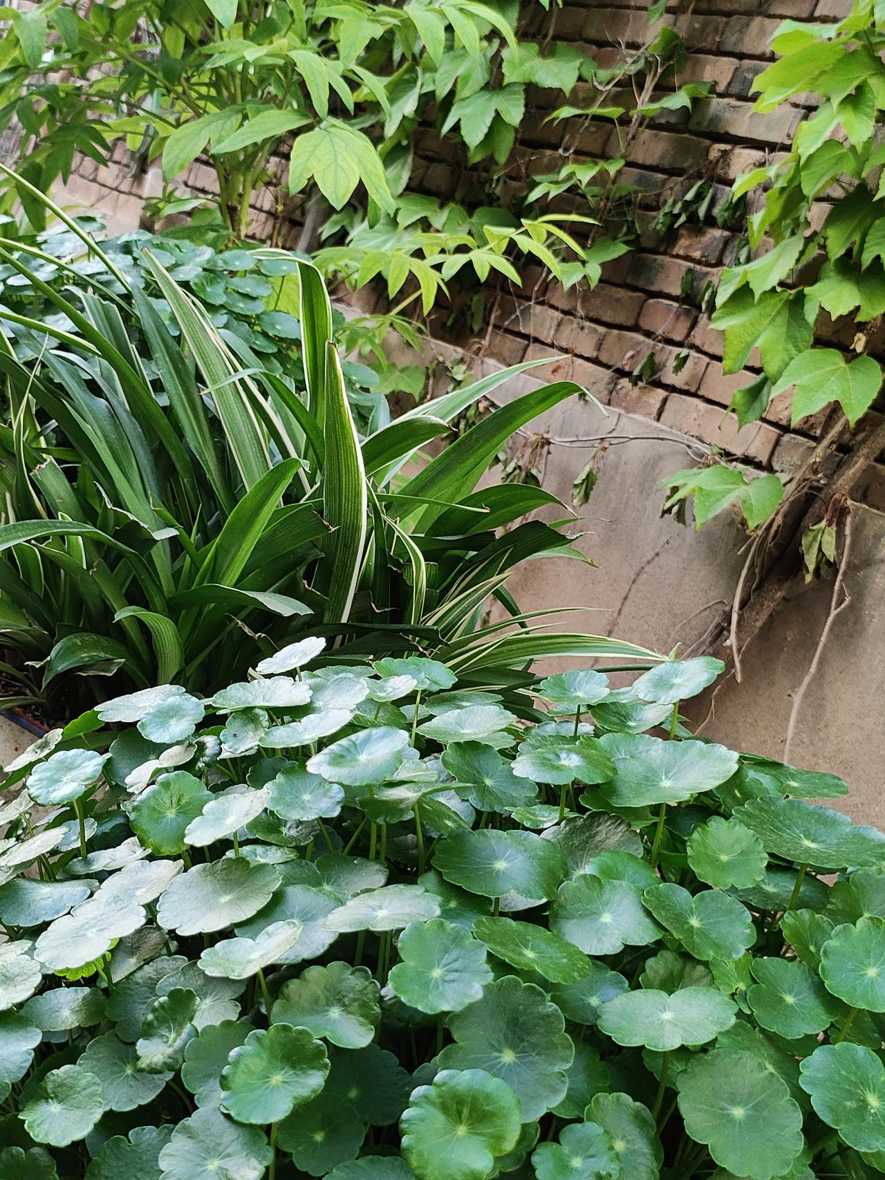 今年春天最想实现的心愿我的心愿是:晚年不依靠儿女，而是自己有房、手里有钱、心里无