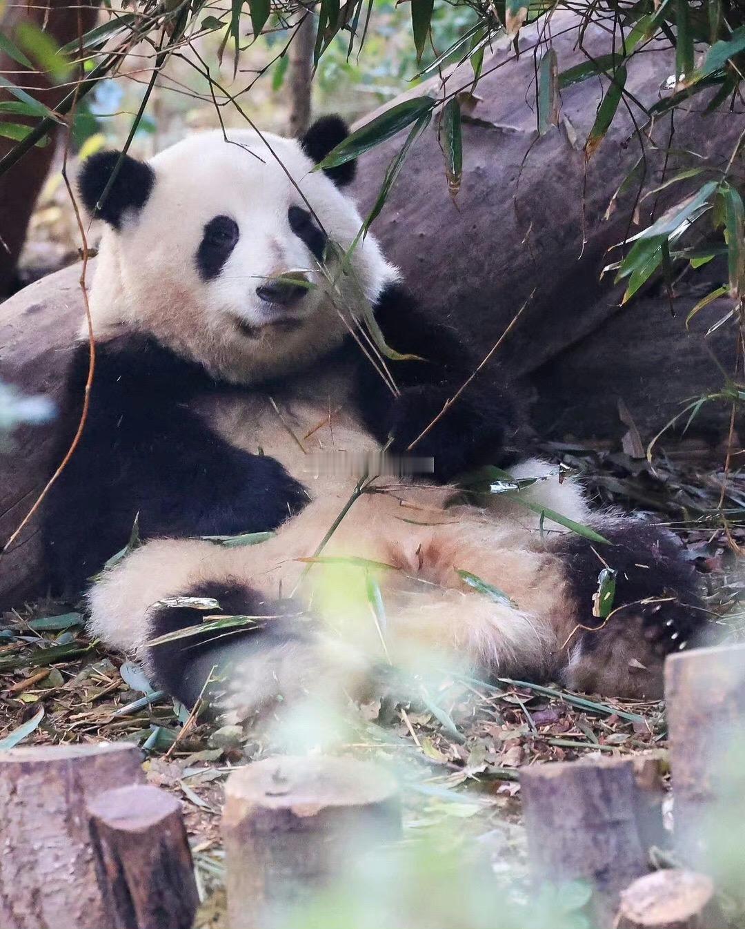捕获一枚正在思考熊生的女明星花宝叽， 花花太漂亮了。 ​​​