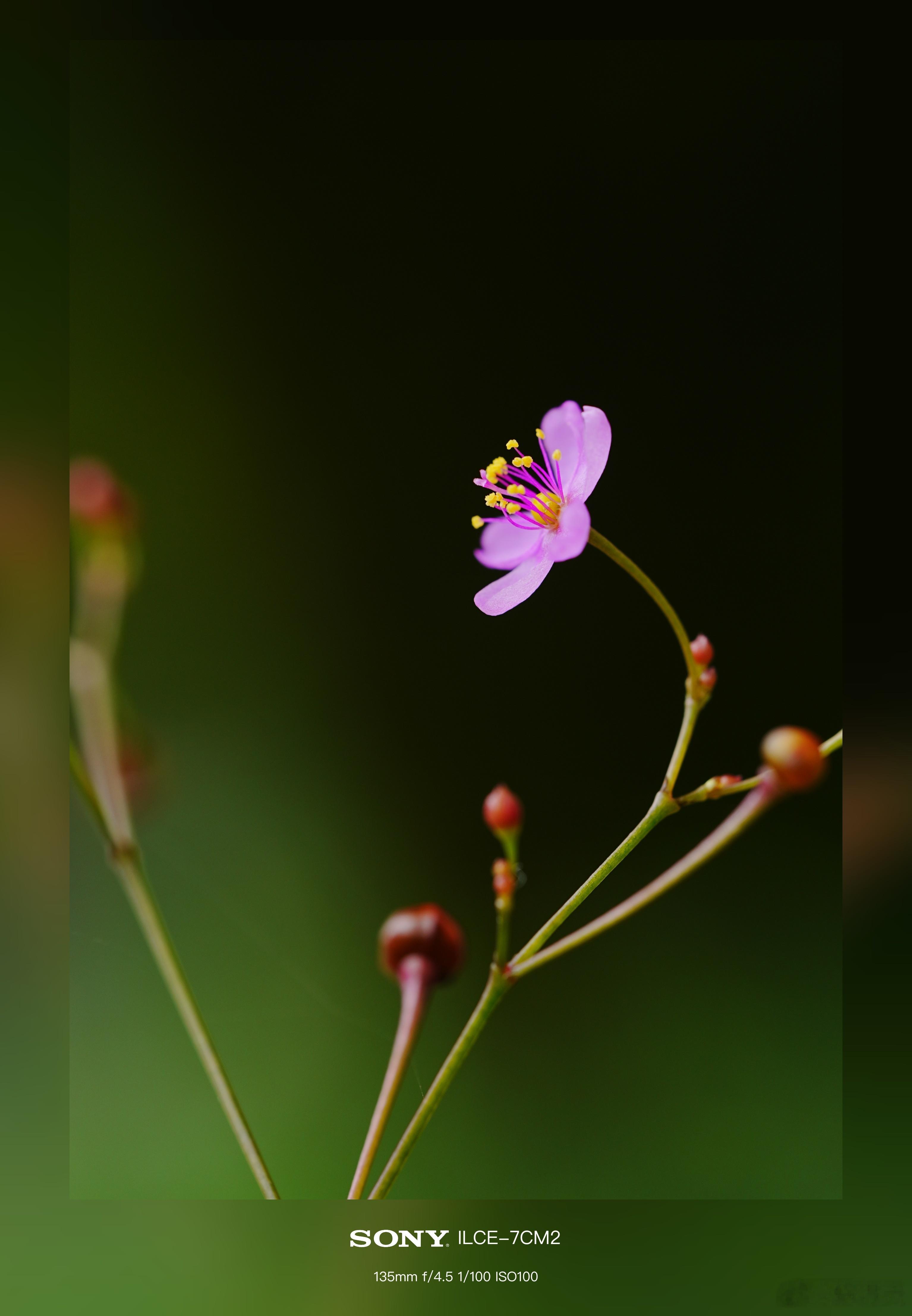 路边的野草开了花摄影分享微距摄影 ​​​