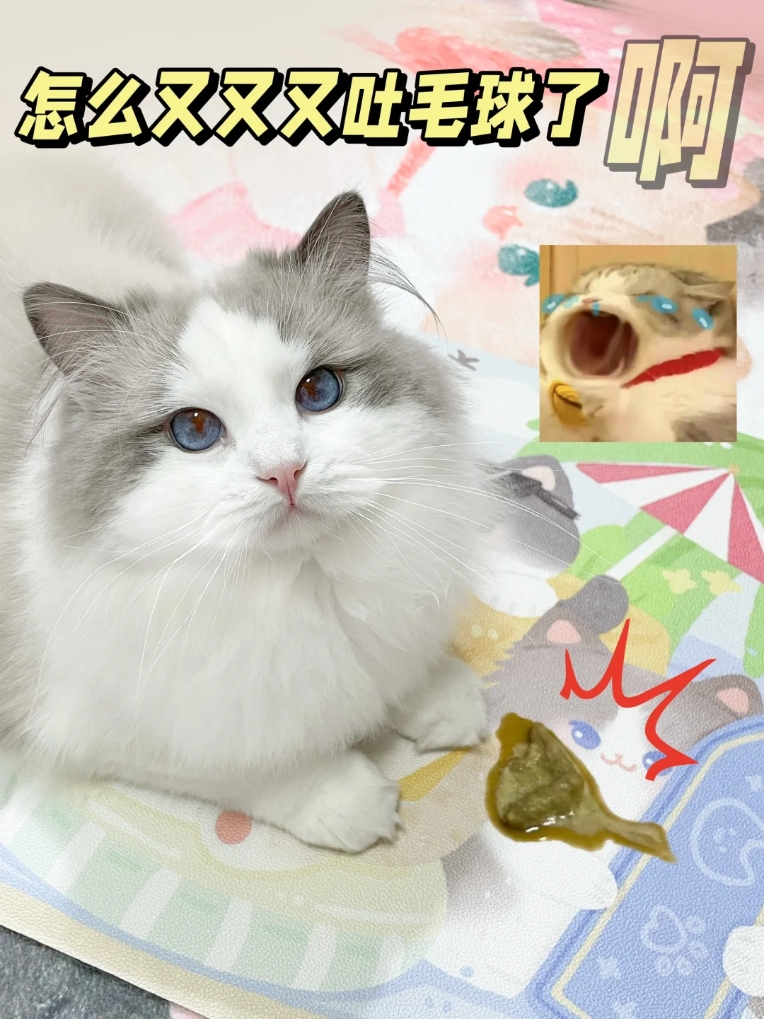 玻璃胃喵主子，吃这款健康零食很舒坦！
