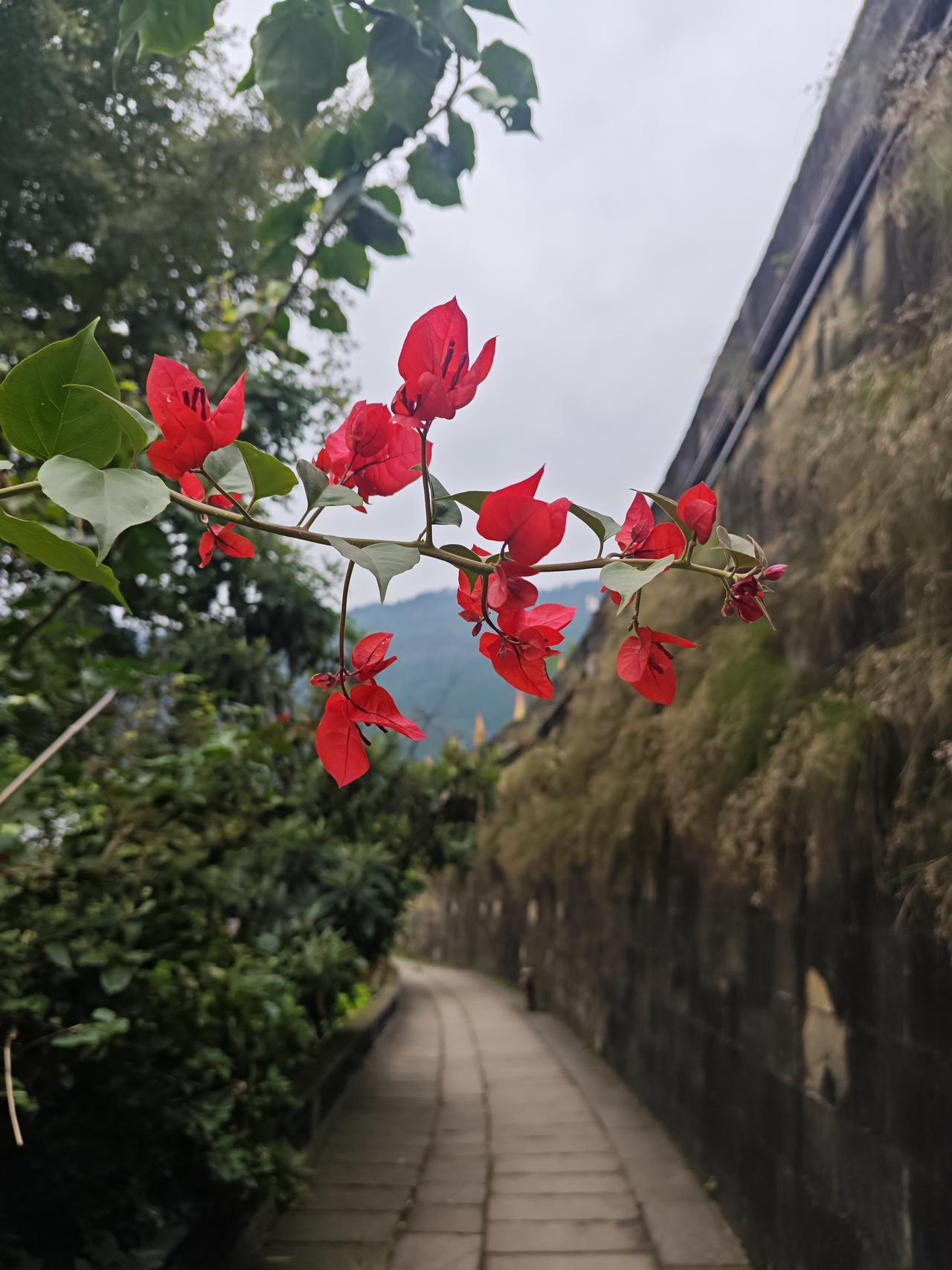 久违了的“鸡打鸣”

昨晚住宿江油市区，早上竟然是被久违了的“鸡打鸣”叫醒的……