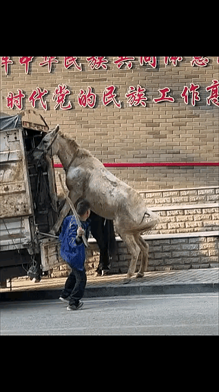 马儿太可怜了，遭受无情的鞭打，不是不听话，只是无能为力而已！[可怜][可怜][可