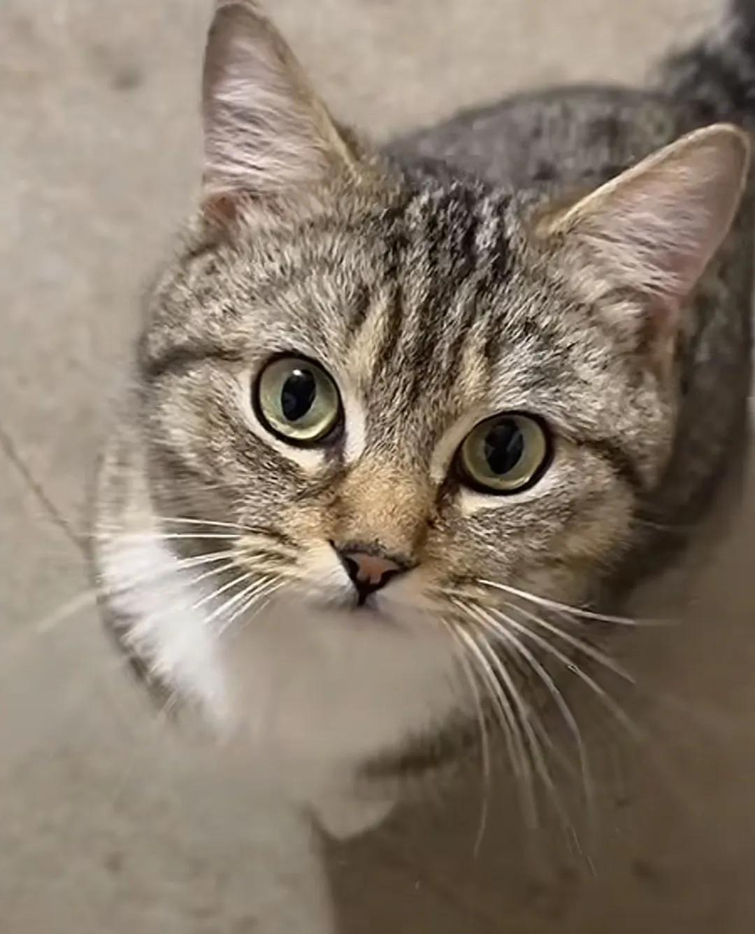 看看我是谁
你喜欢我吗
我是小猫咪
你要不看我，
我就用眼睛
看着你
一直看着你