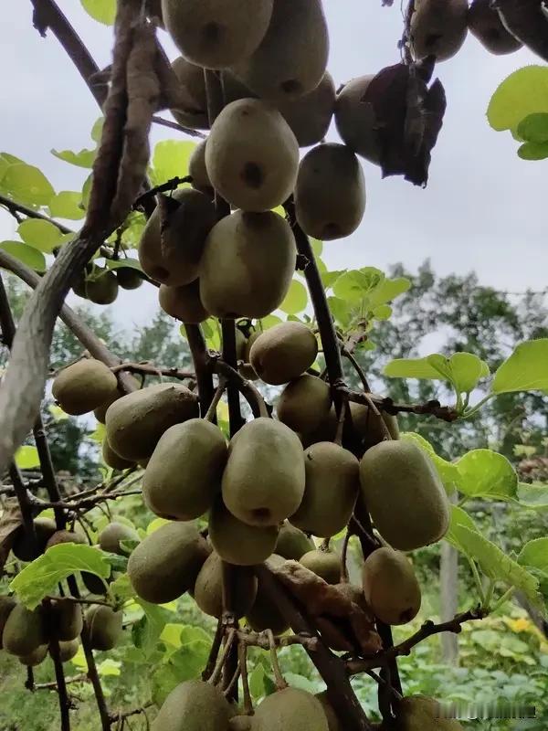 近期猕猴桃果园应该怎么管理呢? 近期管理猕猴桃果园，有几个要点得注意。施肥方面，