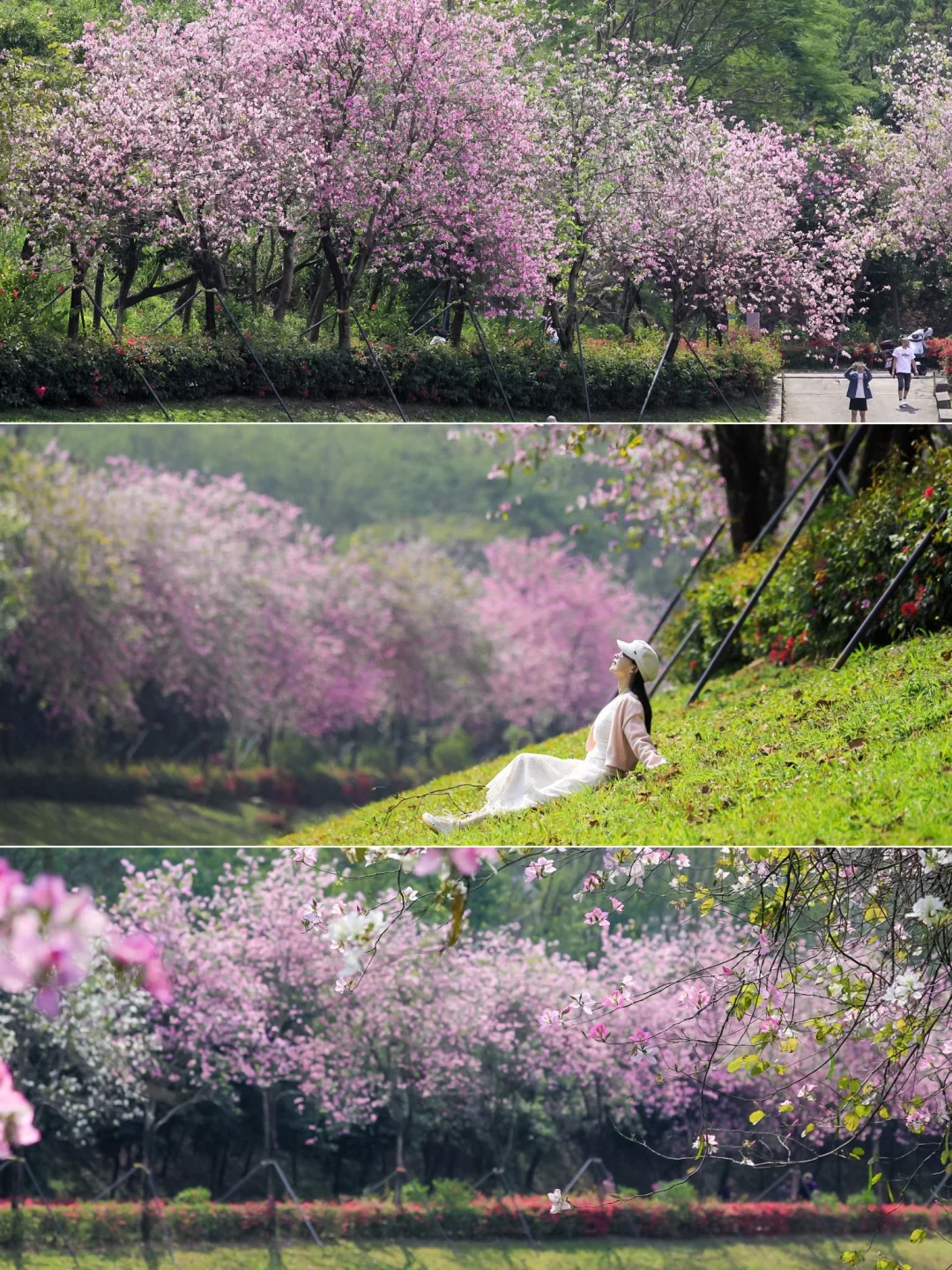 深圳，紫荆花🌸盛开的春天有多美❗️