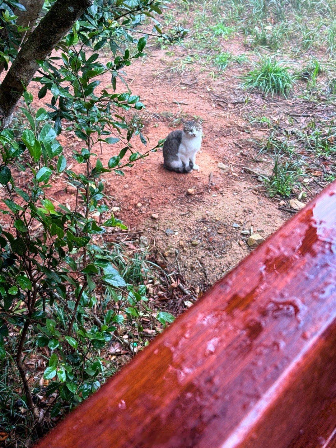 第四年，白胡子制香爷爷窗户打开，外面飘雨，鸟鸣声这是我最爱大自然的时刻 ​​​