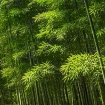 0000心中不可少善，行事不可无善。人前不为恶易，独处不为恶难。任性妄为是恶，行