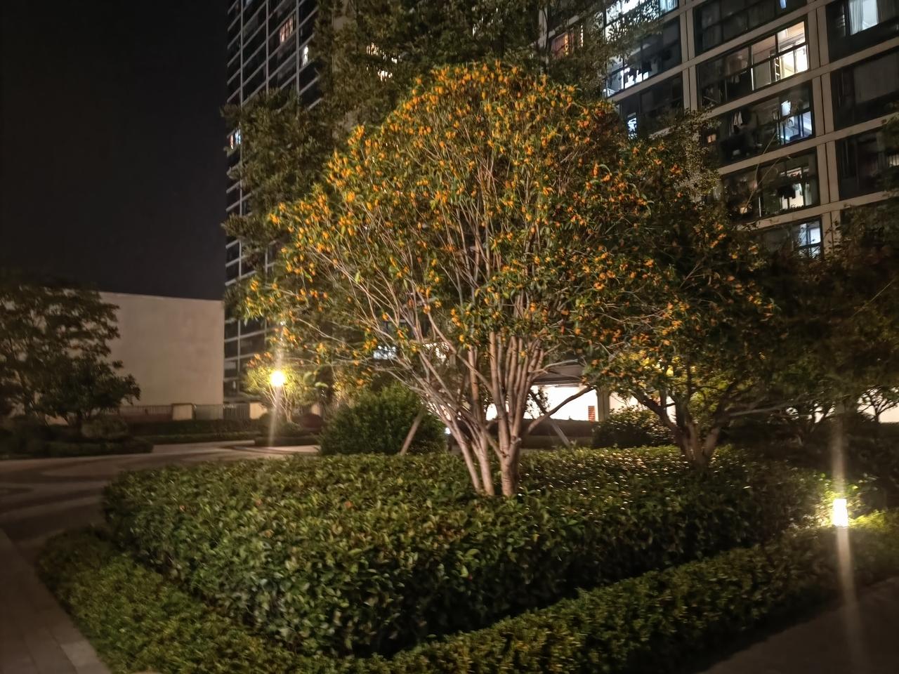 金桂和银桂:
小区灯光下的两株不同品种的桂花，不同颜色、不同个性特点，各自有各自