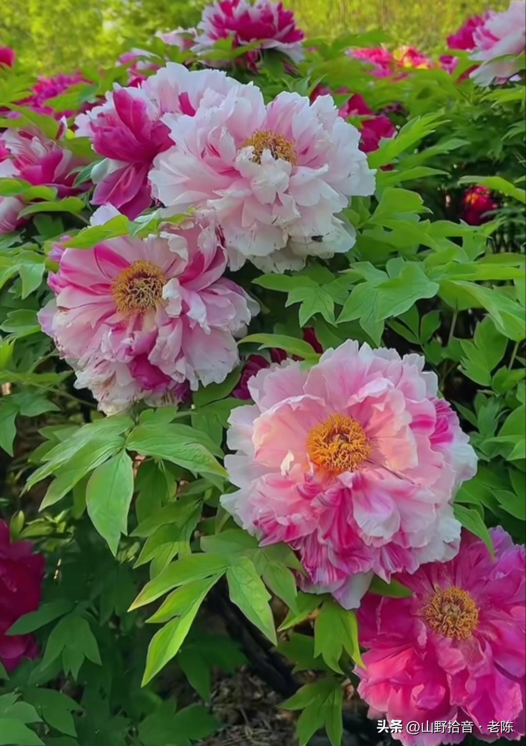 国色天香，唯有牡丹！🌸层层叠叠的花瓣如云霞般绚烂，雍容华贵，尽显王者风范。

