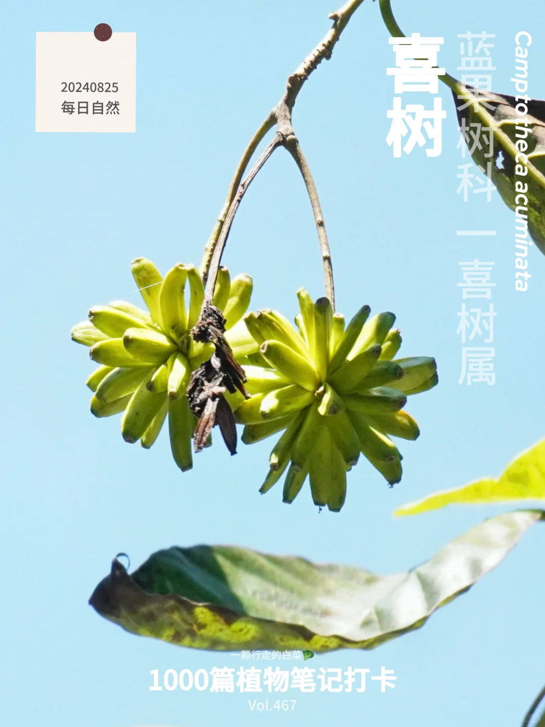 植物笔记467｜登山途中，抬头见喜