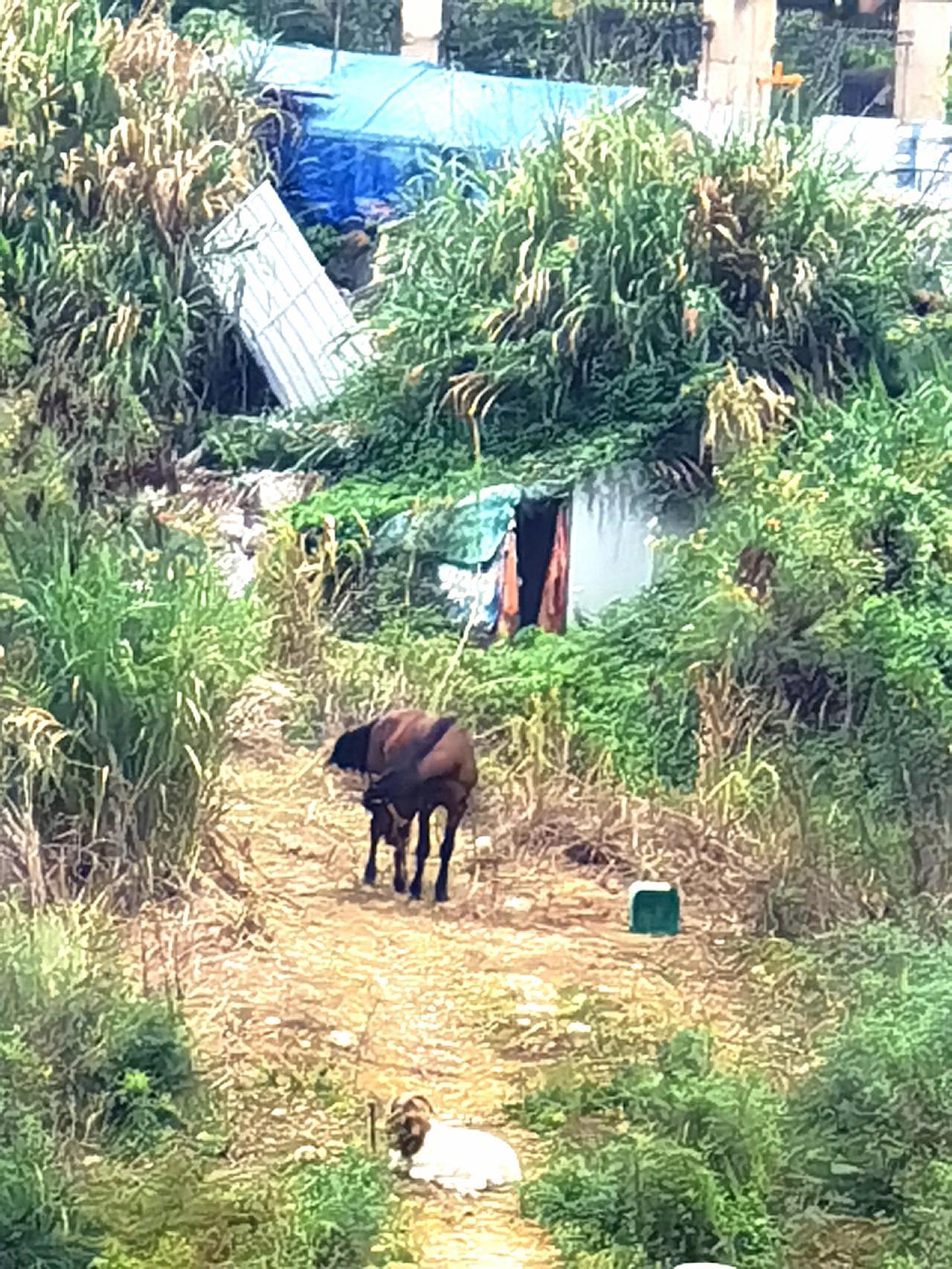 《七律～都市中的城西牧马》

千峰日下野花红，
阔大谁怜俯仰翁；
一马城西荒地紫