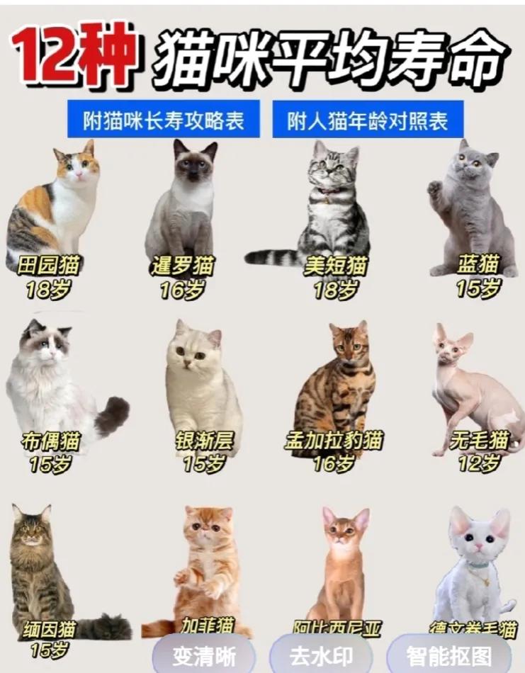 2025.2.20
我家养了5年的老猫又丢了

从小开始养的男猫，平时我们吃什么