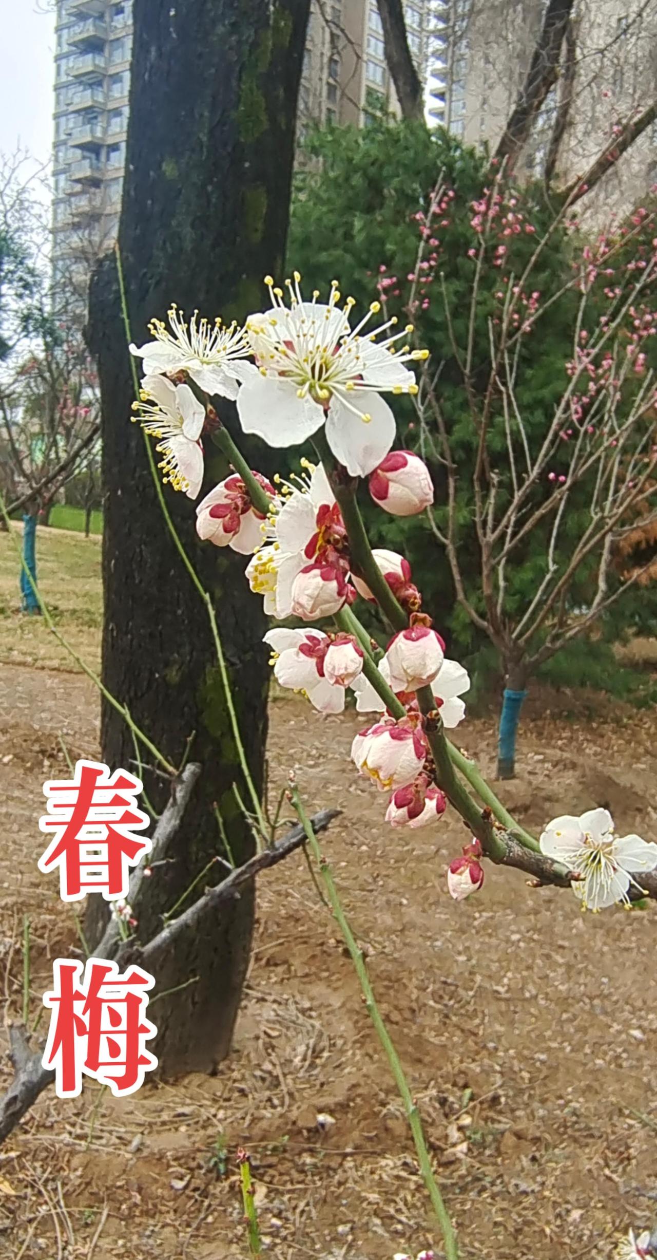 渭滨公园朱砂梅、春梅开了抖音带你去赏花 梅花盛开