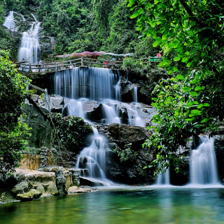 【为什么是鼎湖山鼎湖山这些“风景”你可能没见过……】鼎湖山国家级自然保护区。20