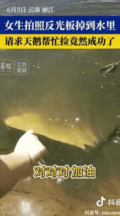丽江湖边最温柔的奇遇：一只天鹅，成全一场毕业温柔
 
2026年6月3日下午，云