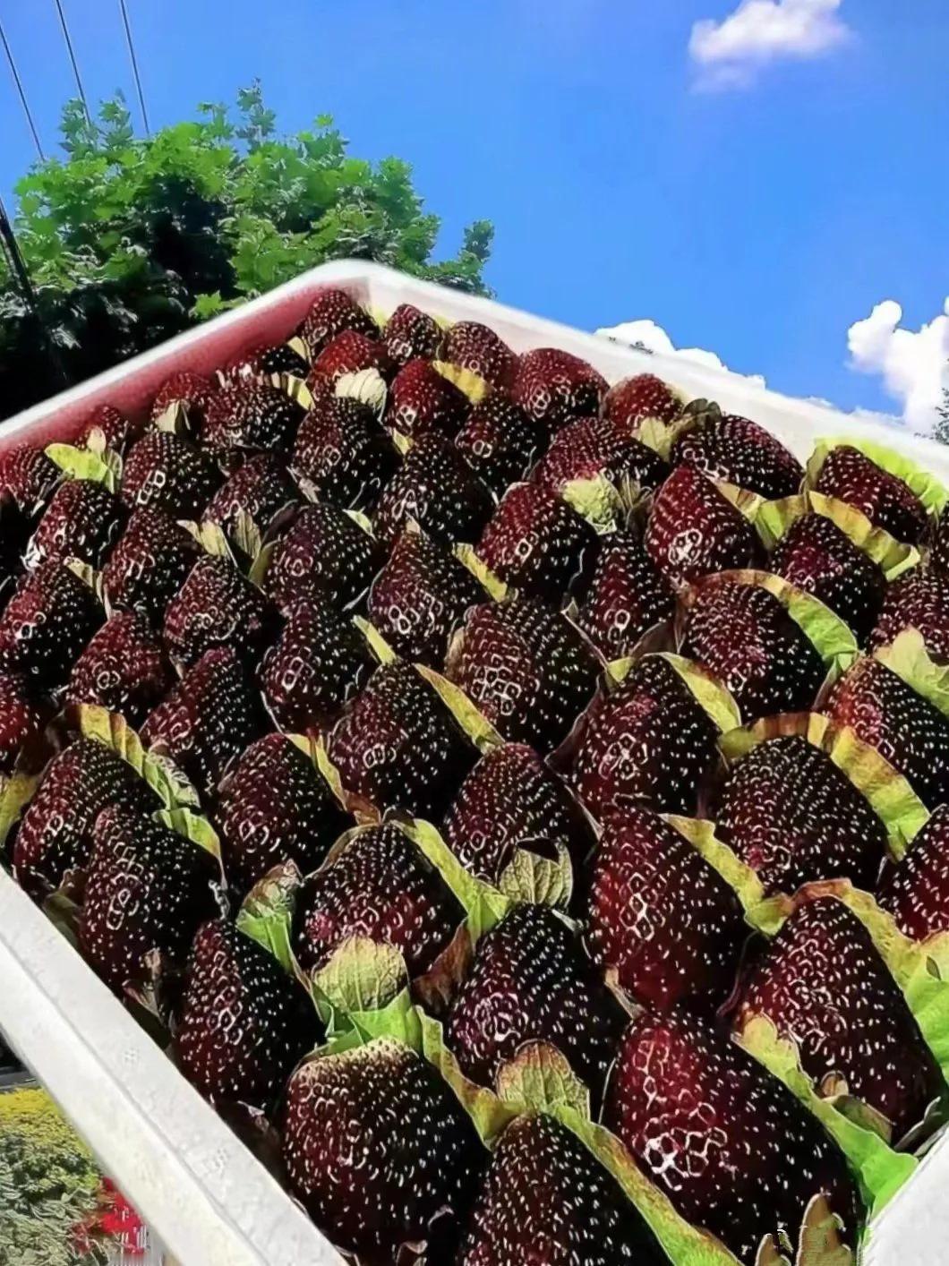 车厘子降价后黑草莓成水果新贵族！
好家伙，30块一斤的草莓我都嫌贵，
你给我说这