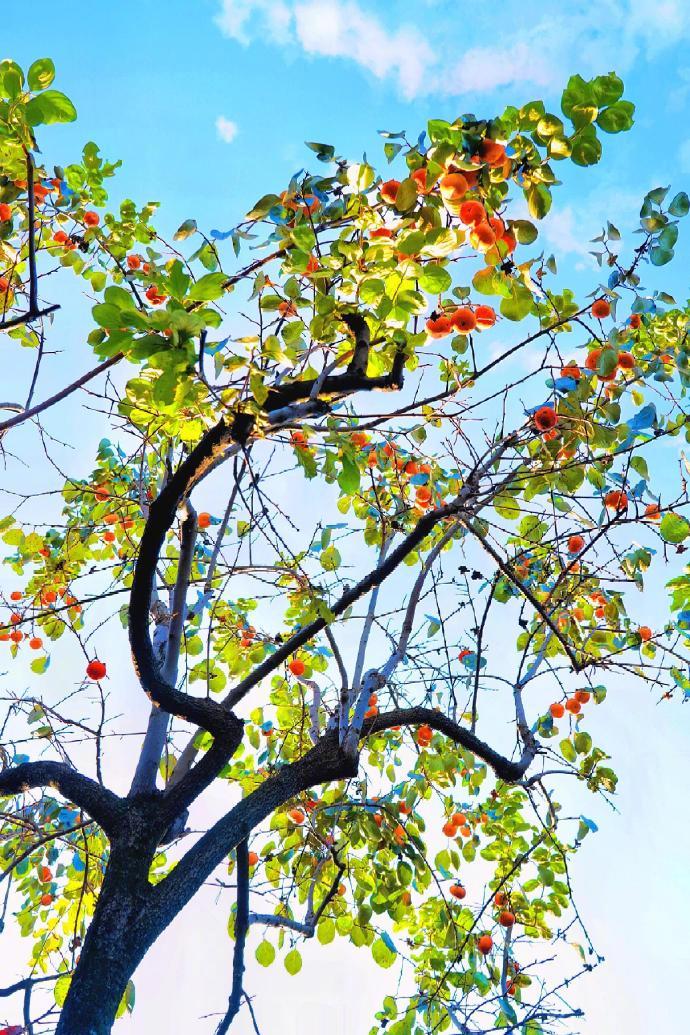 每天都要“柿柿如意”～ 