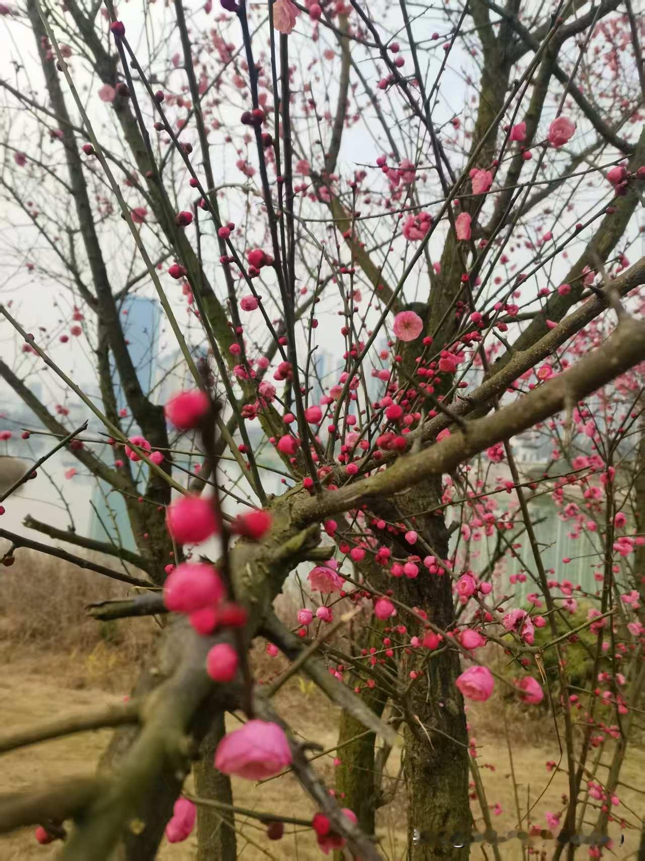 冬未尽，梅已开。在江边偶遇这一树粉艳，花苞裹着暖意，连空气里都浸着清甜。2026