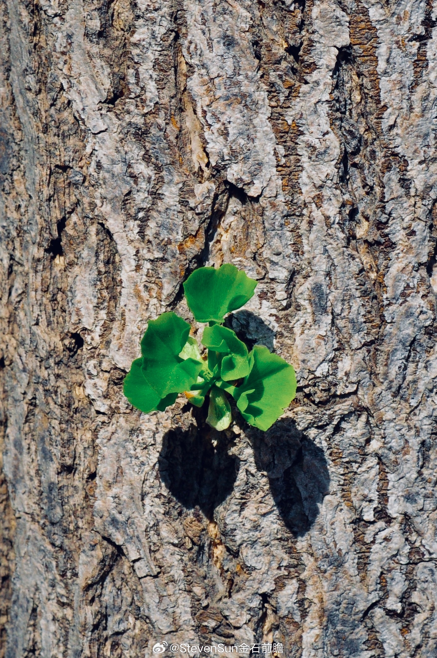 行情里，有人做多，有人做空。无论多空，本质上都可以盈利，关键不在方向，而在你怎么