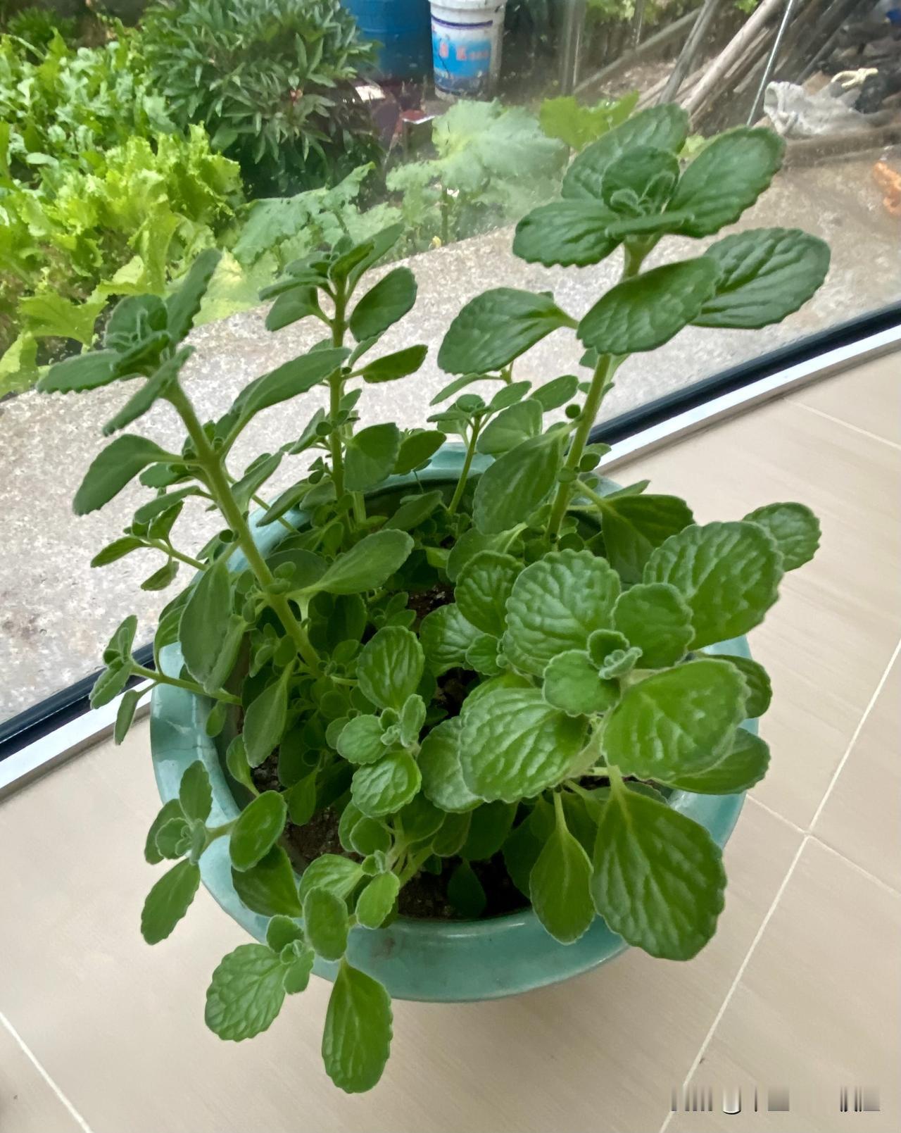 一到夏天，我家窗前小菜园子里的蚊子成群结队嗡嗡直叫，但家里面却没有蚊子，知道为啥