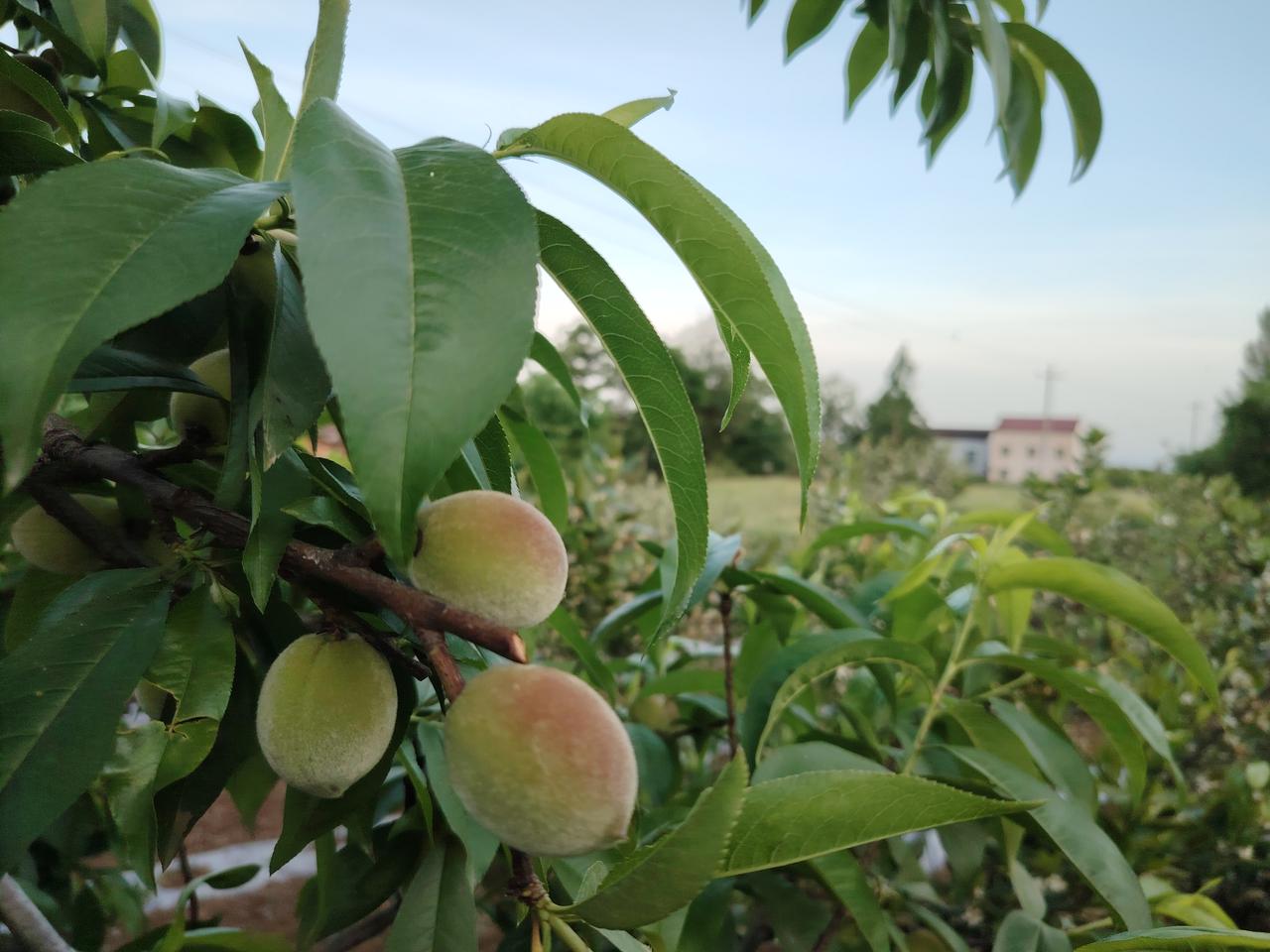 五一假期：城固桔乡的桃子🍑长这么大了