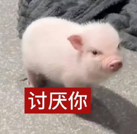 小狮子太有素质了就排了抠足 