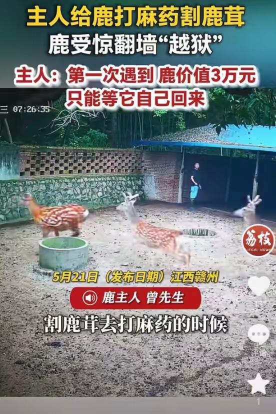 5月21日报道，江西赣州养殖户曾先生给自家梅花鹿打麻药割鹿茸时，一头价值3万元的