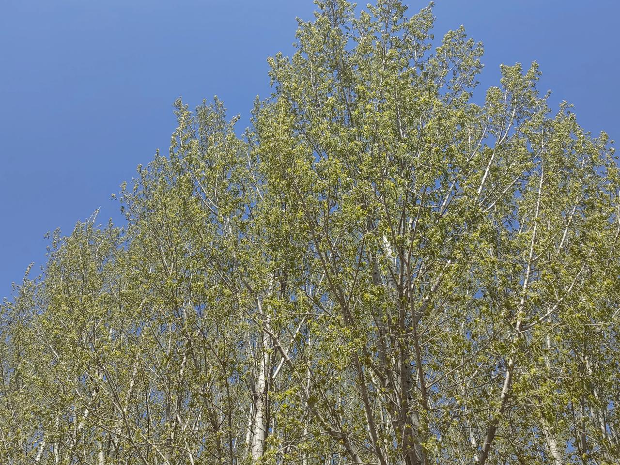 再过几天我们住在这片的人家就没好日子过了。
一出我们家的门口，就是一大片杨树，是