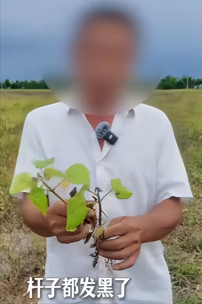 被AI骗过的朋友来集合！
安徽67岁吴大伯听了AI除虫建议，
150亩芝麻苗一夜