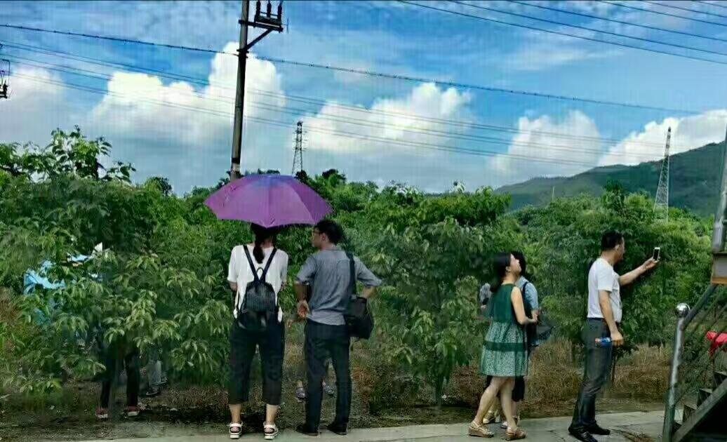 一拨人走在山野的龙脑樟树间，闻龙脑幽香，做深邃呼吸，看天看地，拍你拍我，将不爽的