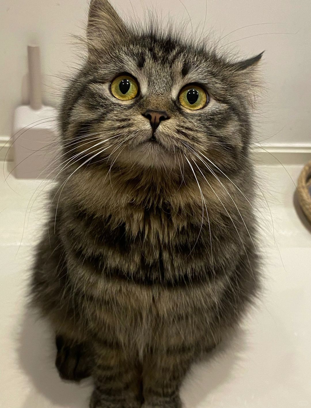 我的猫好像蒲公英