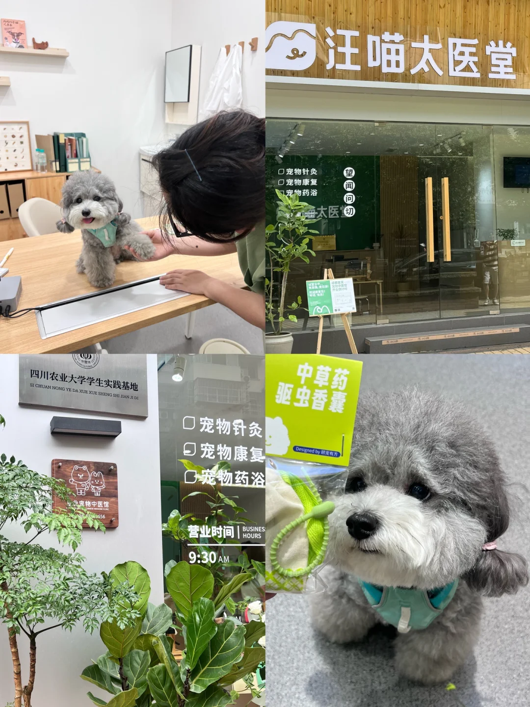 带小狗体验成都首家宠物中医馆