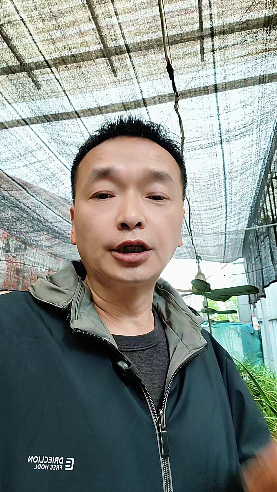 🌱兰花连续三年爆盆的秘密全在土壤！腐叶土混石子，搭配科学管理，根系疯长开花不停