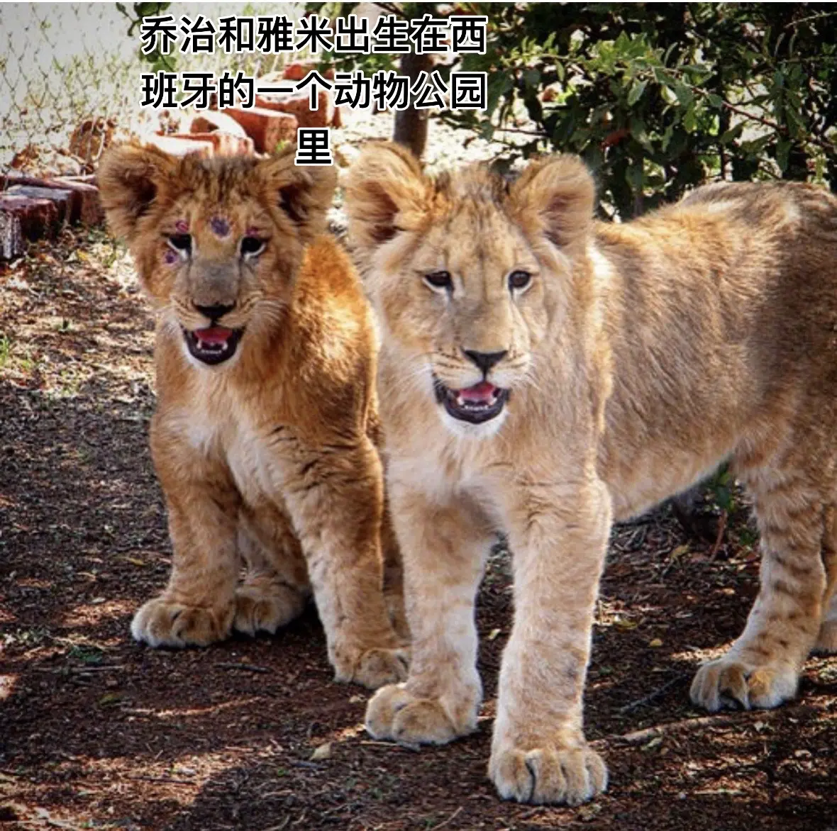 被收养的小狮子乔治和亚米已经十一岁了！大概5.2-5.3的生日 生日快...