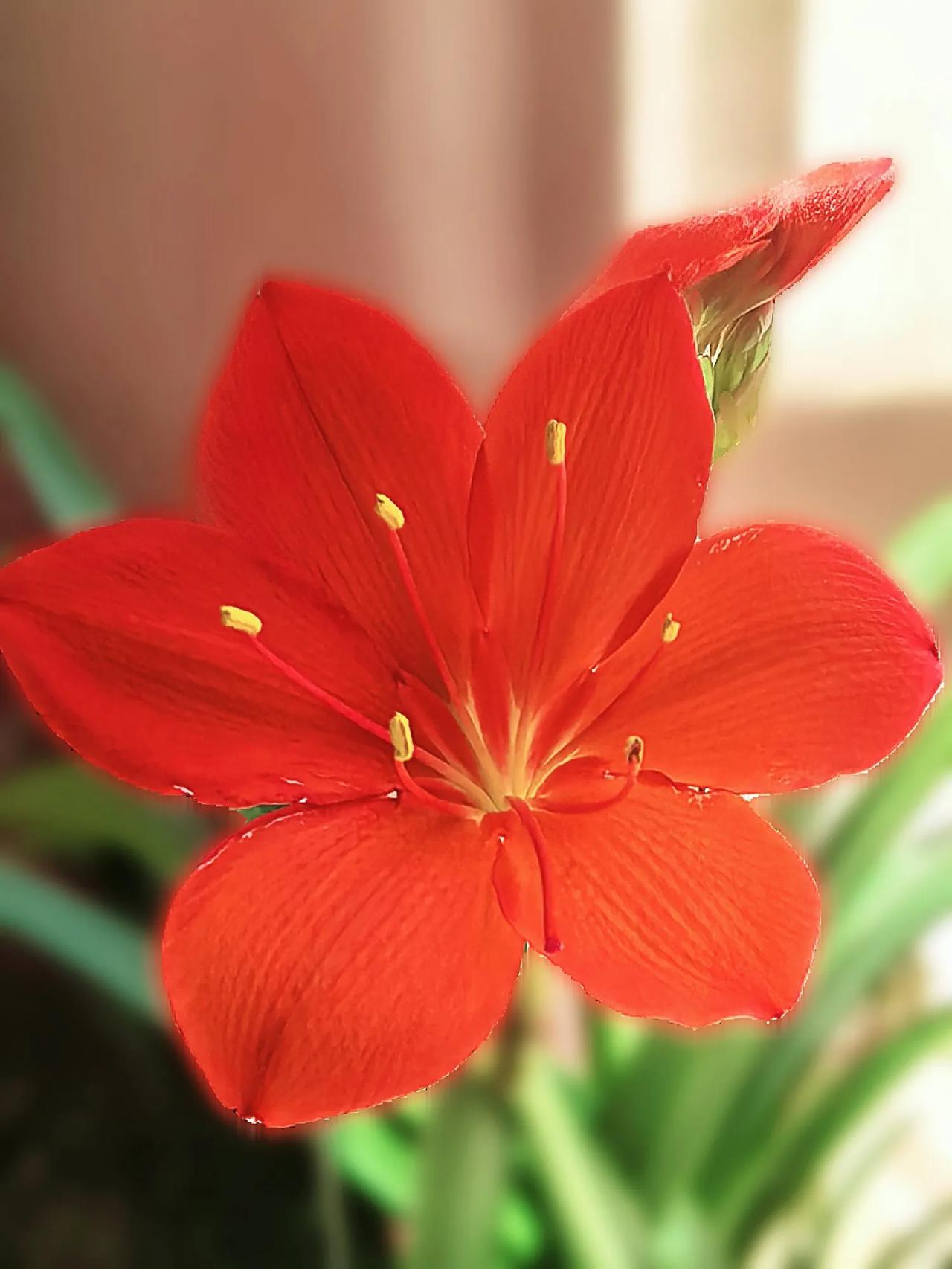 分享一下漂亮的花漂亮的花