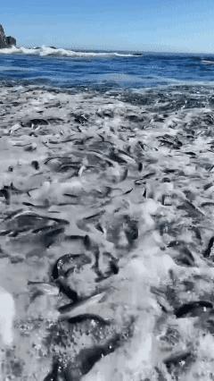什么情况？满海滩都是🐟
是 AI 吗？🤔